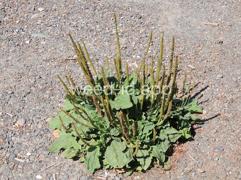 plantain, broadleaf
